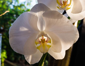 Close-up of white flower blooming in park