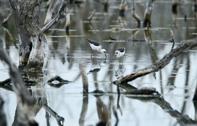 Birds in a lake