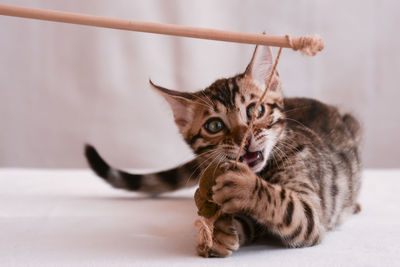 Close-up portrait of tabby kitten