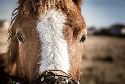 Close-up of horse