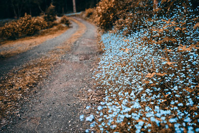 Close-up of road amidst trees on field