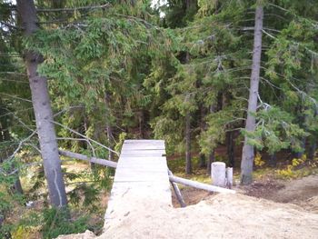 Footpath amidst trees in forest