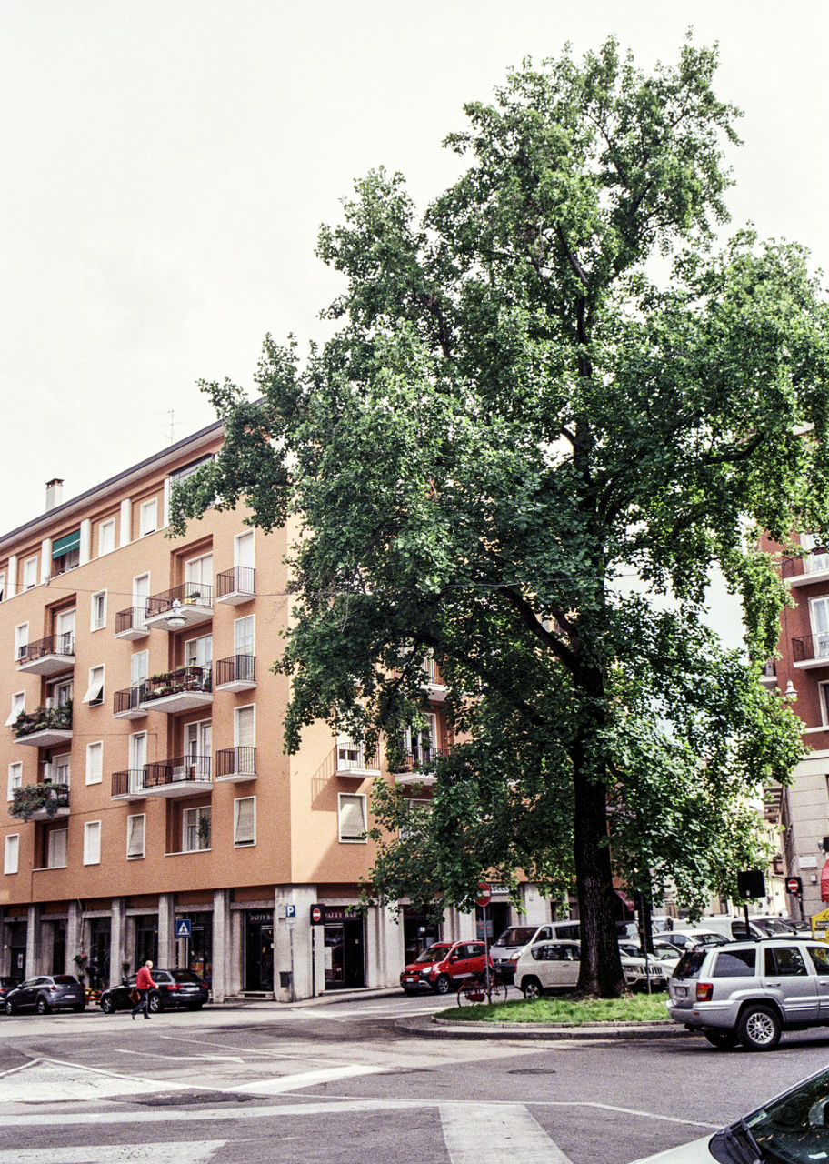 ROAD BY TREES AND BUILDINGS AGAINST SKY