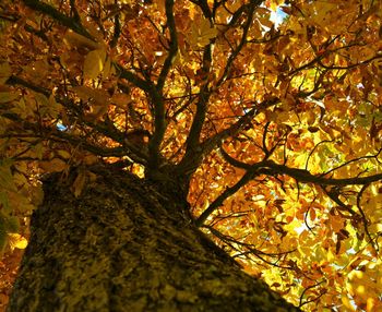 Low angle view of tree