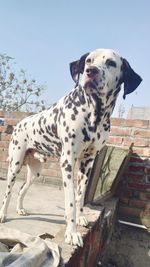 Dog standing on rock against sky