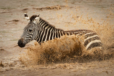 Plains zebra walks across river in spray