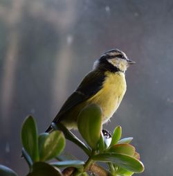 Close-up of bird perching on plant