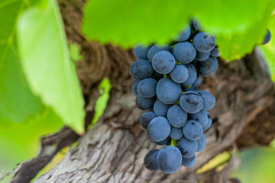 Close-up of grapes growing in vineyard