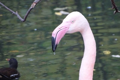 View of a bird in water