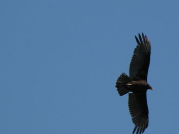 Low angle view of birds flying against clear blue sky