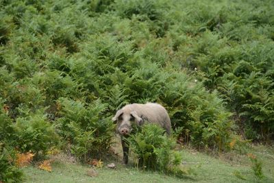 Sheep standing in a forest