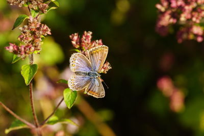 Close-up of butterfly pollinating on purple flower