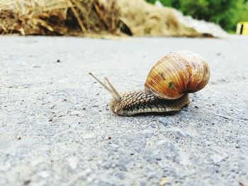 Close-up of snail