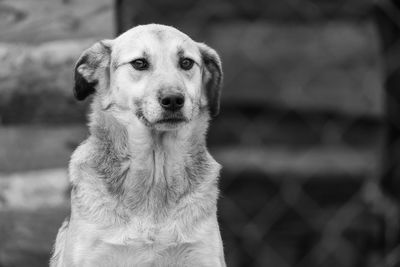 Close-up portrait of dog looking away outdoors