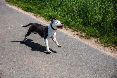 Dog running on road