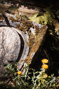 High angle view of leaves on tree stump in forest