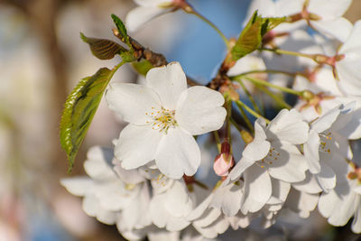 Close-up of white flowering plant