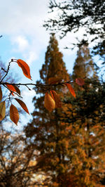 Close-up of leaves on tree trunk