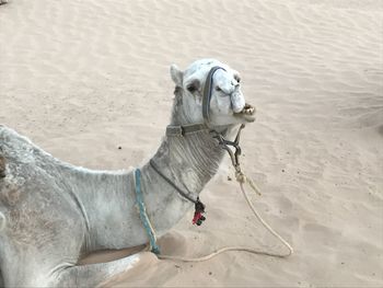 High angle view of dog on beach