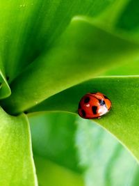 Close-up of ladybug on leaf