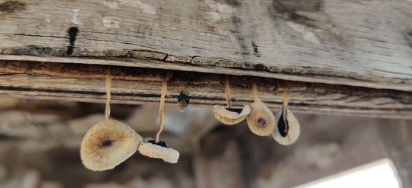 Close-up of old metal hanging from roof