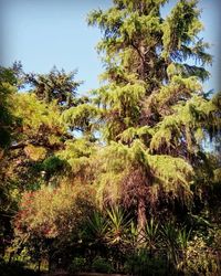 Low angle view of trees in forest against sky