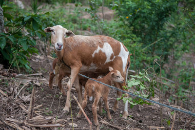 Cow standing in a field