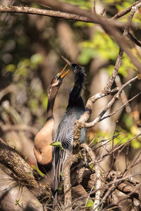 Close-up of bird perching on branch