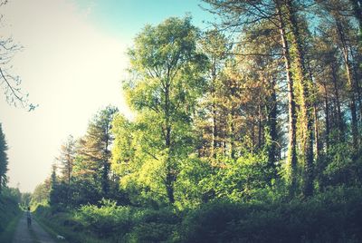 Trees in forest against sky