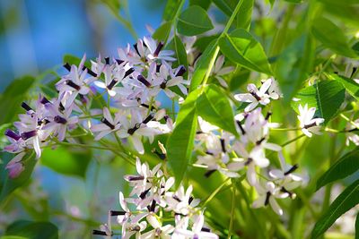 Close-up of white flowers