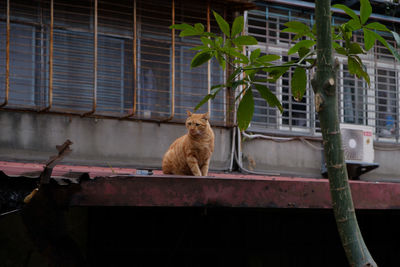 Cat sitting outdoors