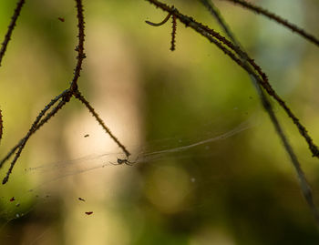 Close-up of wet plant