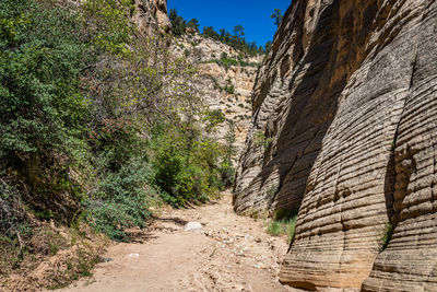 Plants growing on rock