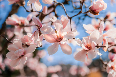 Close-up of pink cherry blossoms