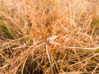 Close-up of caterpillar on grass