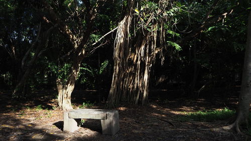 Trees growing in forest