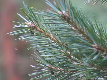 Close-up of raindrops on pine tree