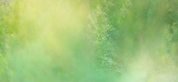 Close-up of grass growing on field