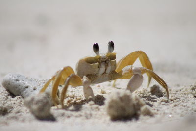 Close-up of crab on beach