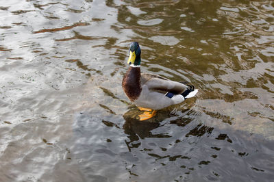 High angle view of duck swimming on lake