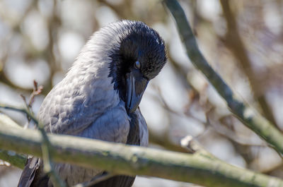 Close-up of hooded crow perching on tree