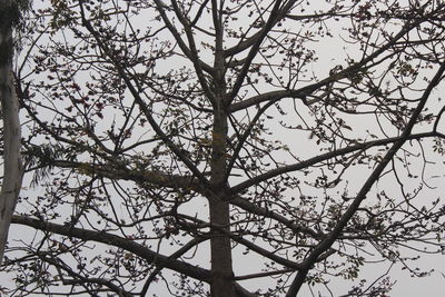 Low angle view of flowering tree against clear sky