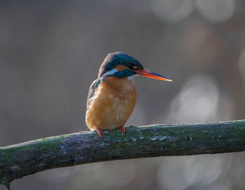 Close-up of bird perching on branch