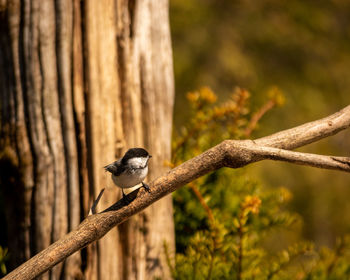 Close-up of bird perching on tree