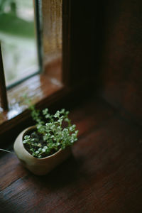 A beautiful green potted plant beside a window