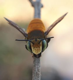 Close-up of insect