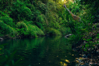 Ducks swimming in river by trees in forest