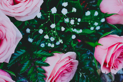 Close-up of pink flowering plants