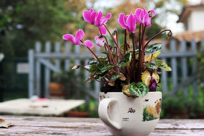 Close-up of pink flower pot