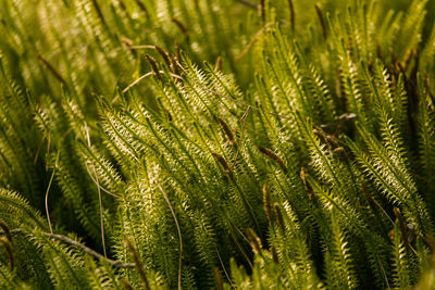 Full frame shot of pine tree